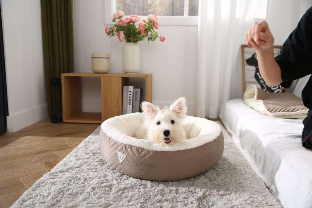 cama de gato donut