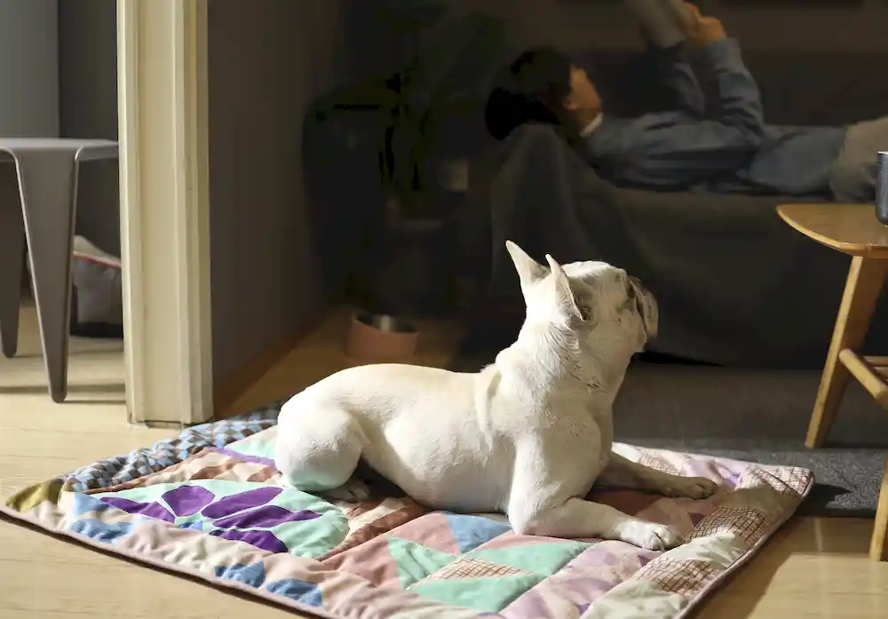 fornitore di coperte personalizzate per animali domestici