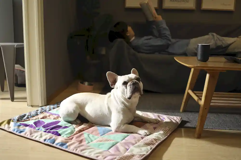 grossista di coperte personalizzate per animali domestici