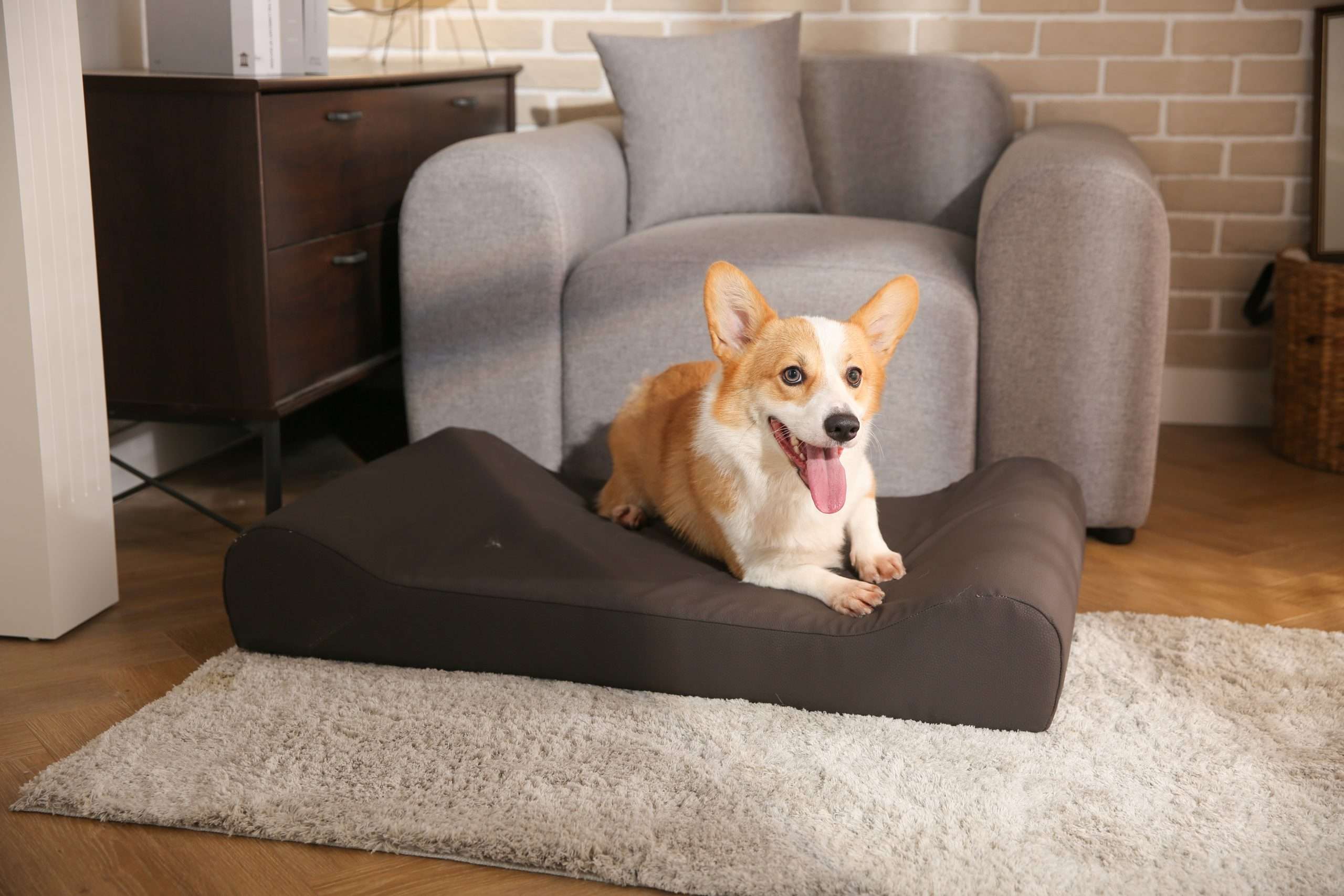 water-resistant dog bed