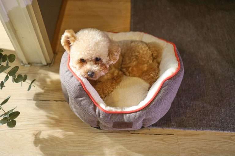 Bolster Dog Bed