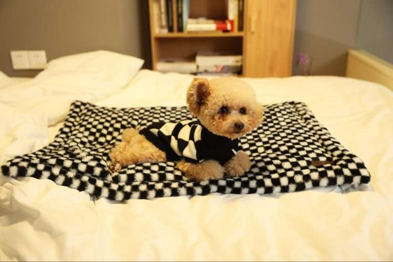 Cushion Dog Bed