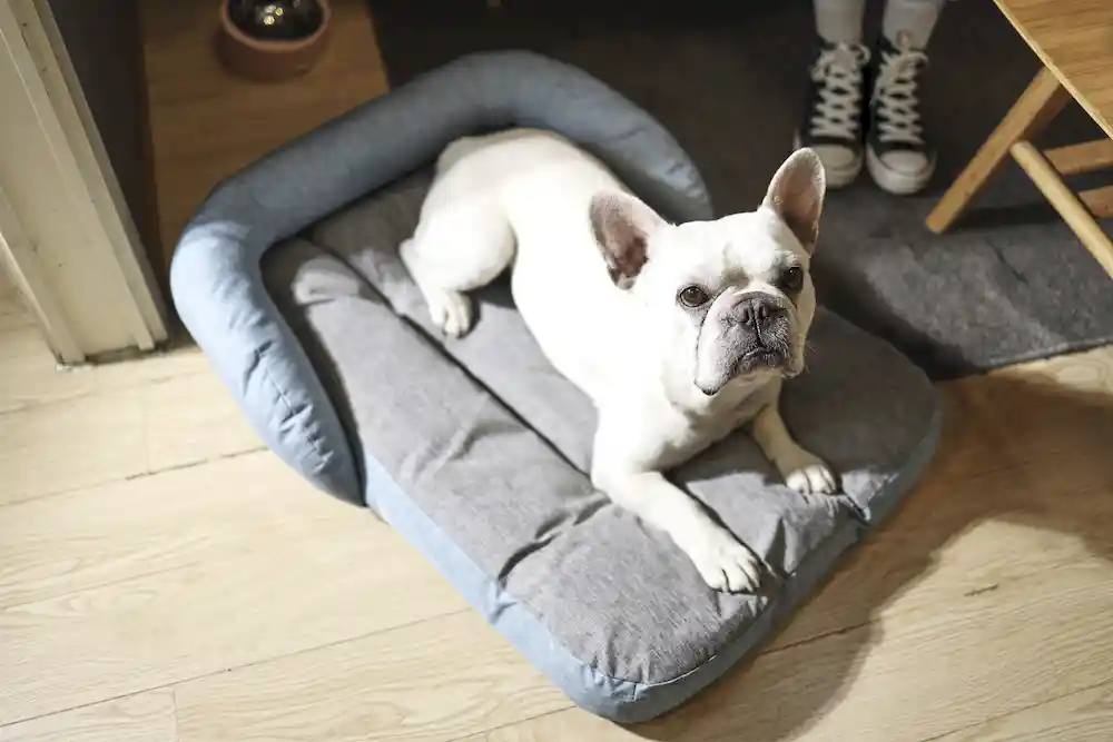 Fabricant de lits durables pour chiens
