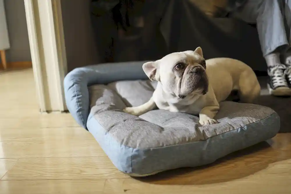 Fournisseur de lits durables pour chiens