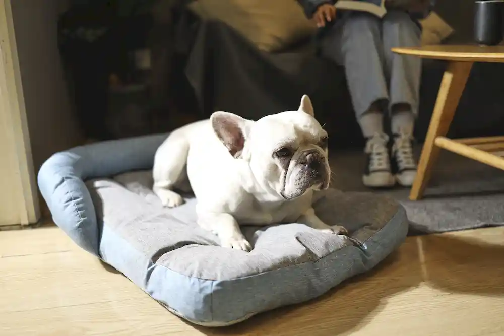 Lit de chien durable en gros
