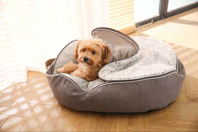 Layered Dog Bed