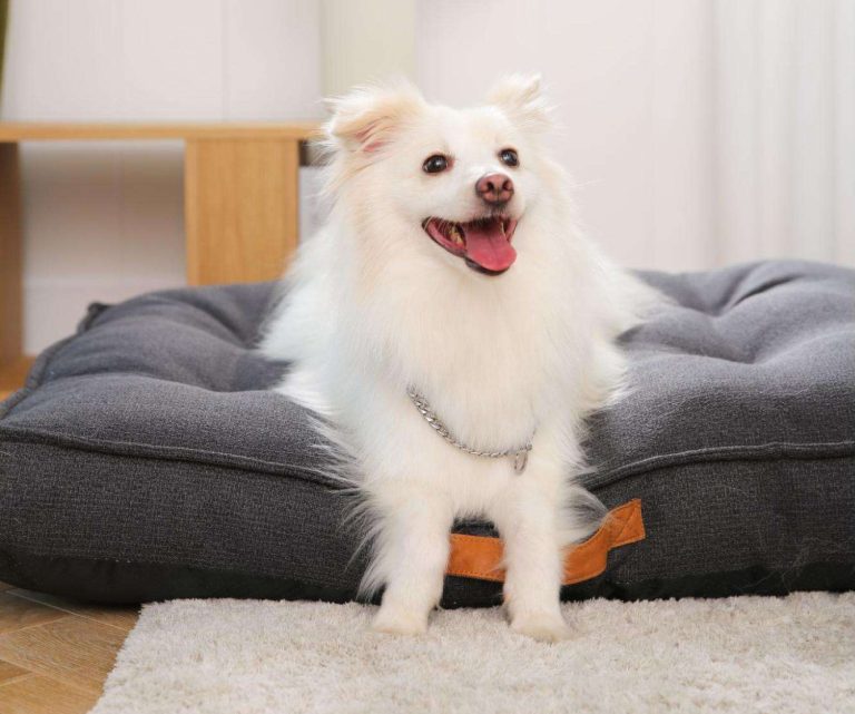 Memory Foam Dog Bed