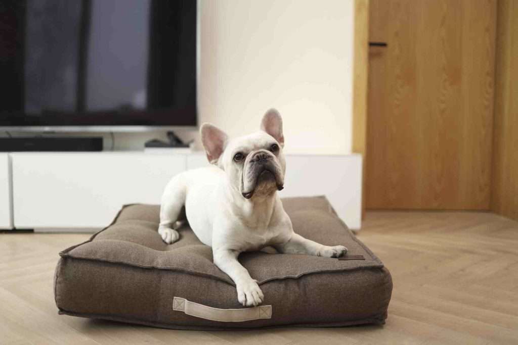 Square Dog Bed Cushion