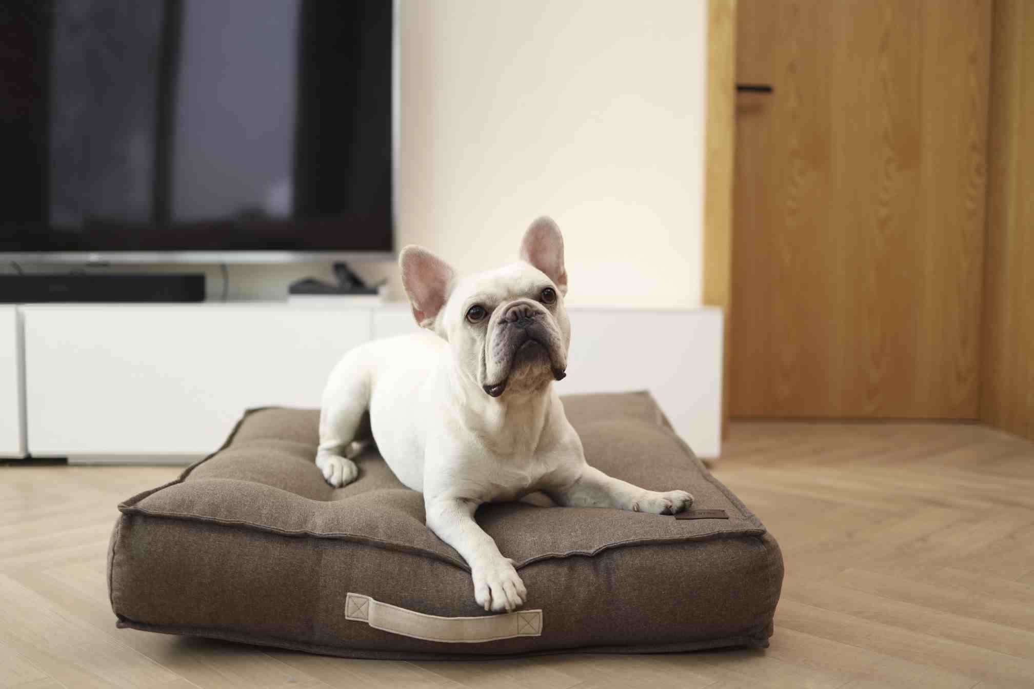 Square Dog Bed Cushion