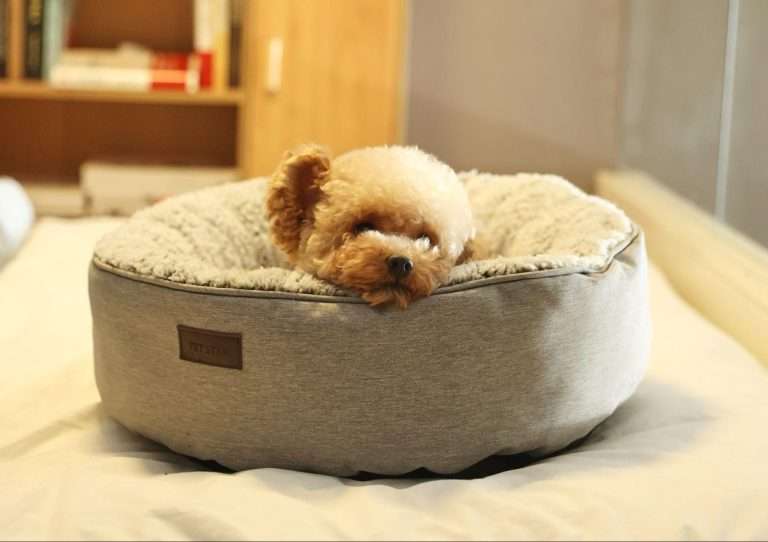 Standard Dog Bed