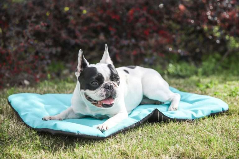 Travel Dog Bed
