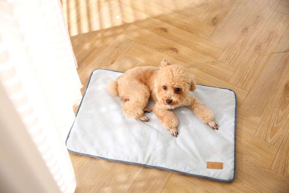 antibacterial dog blankets