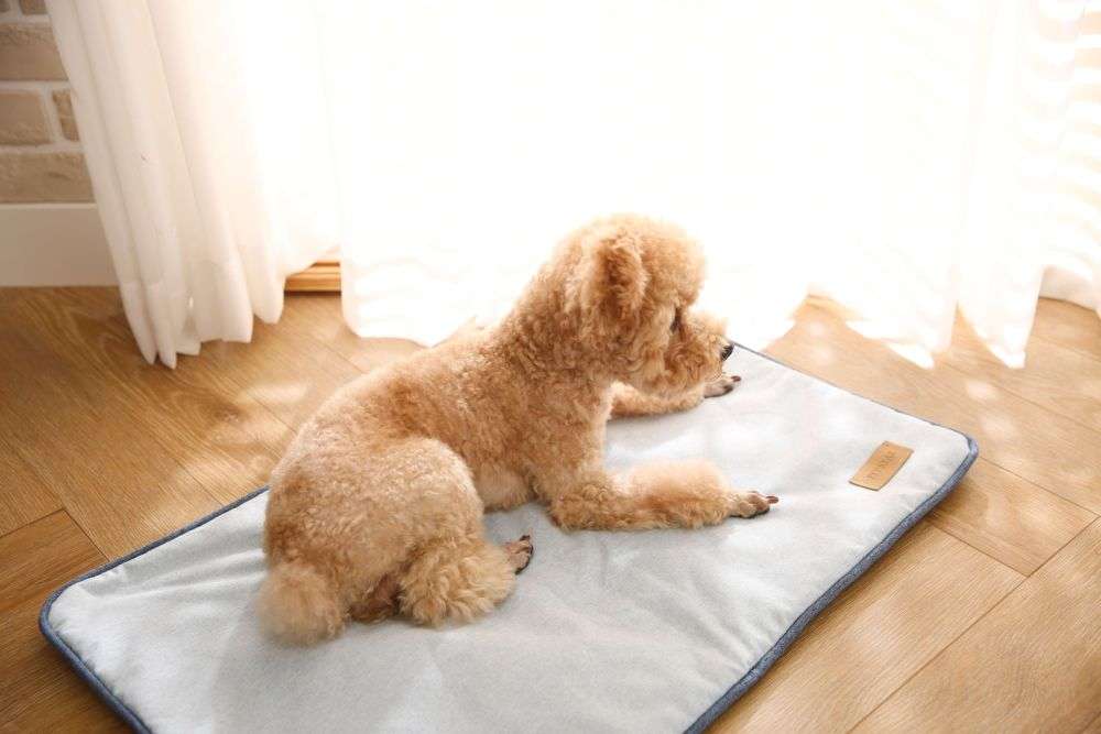 antibacterial dogs blankets