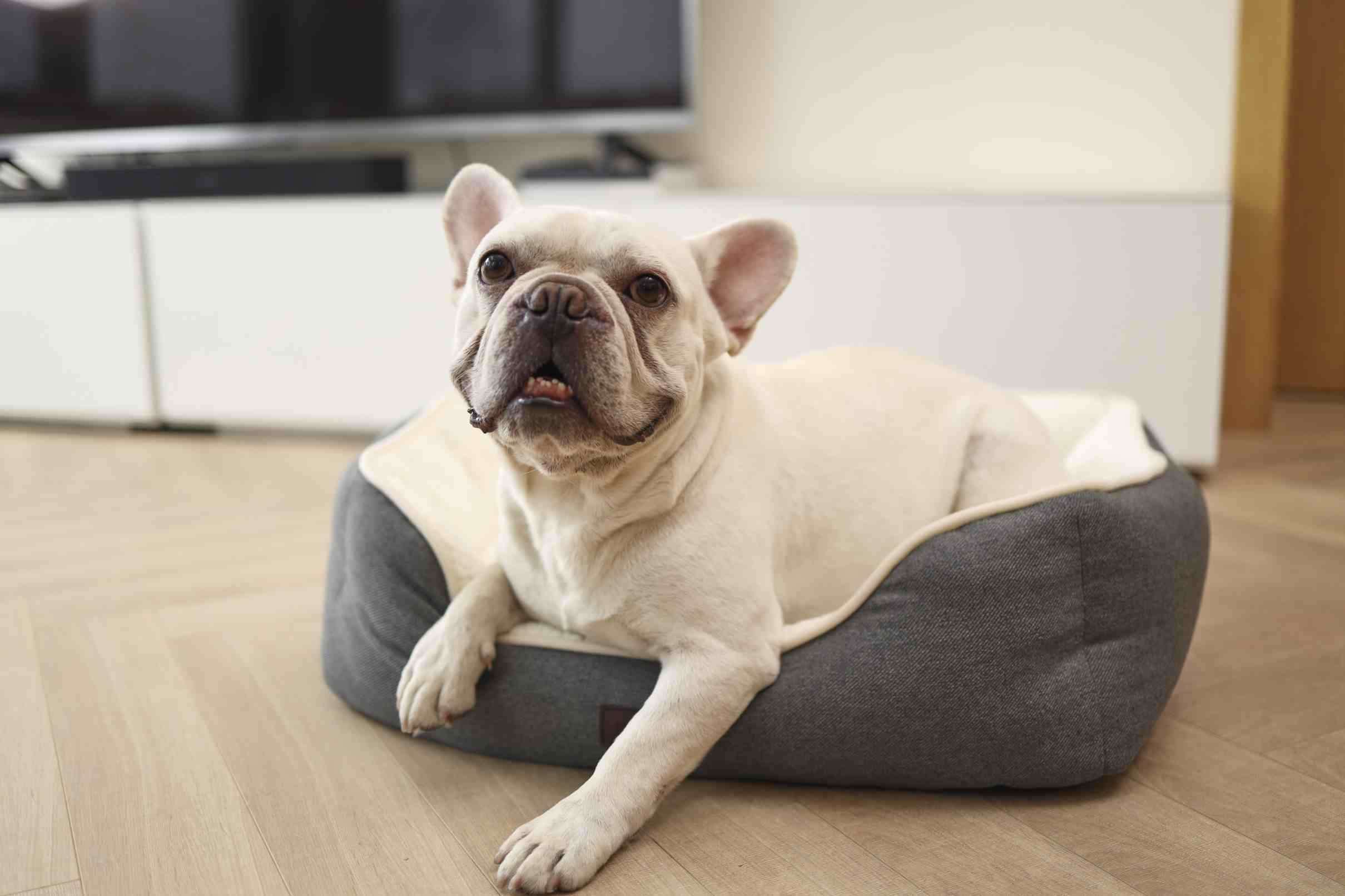 best Classic Dog Bed