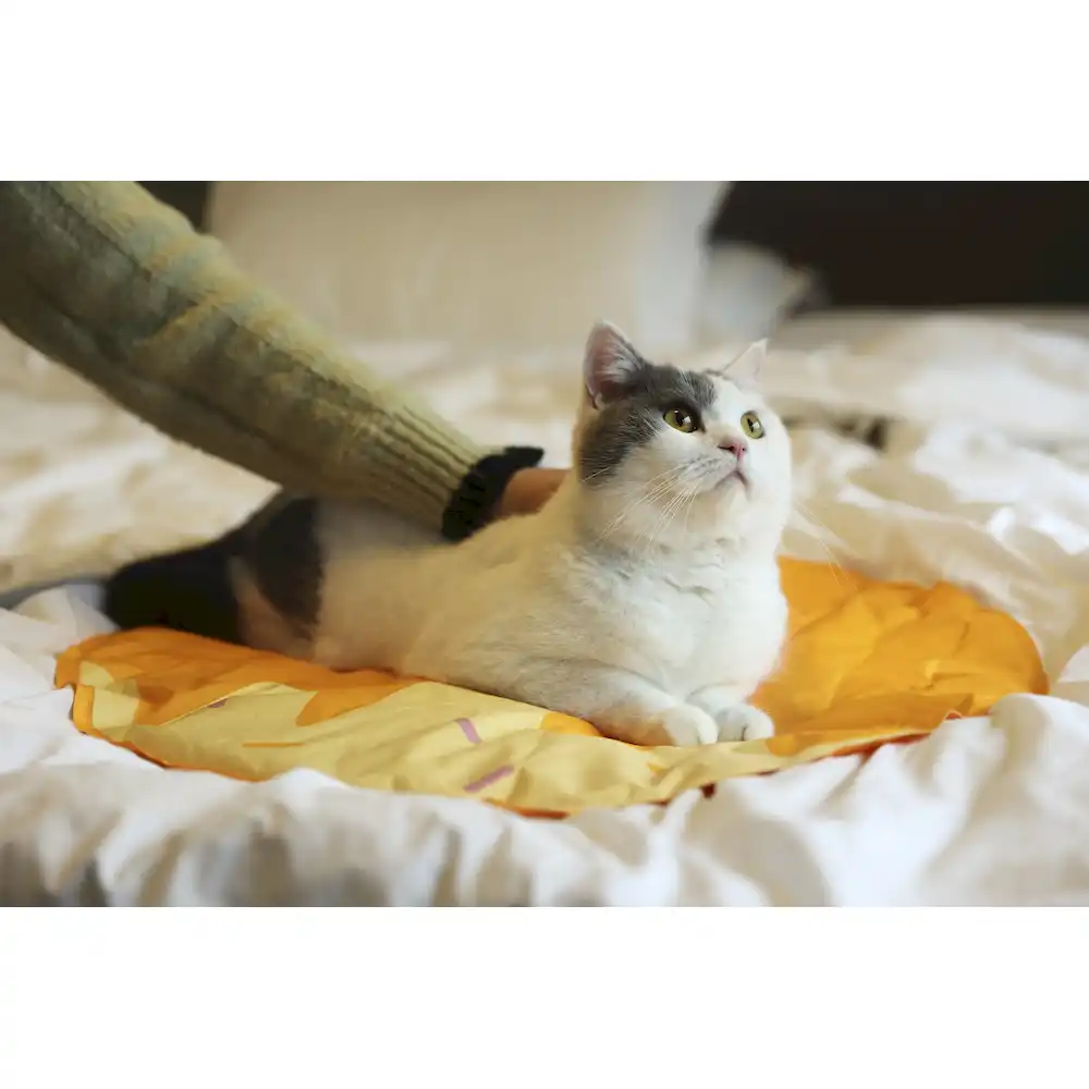 cat mat supplier