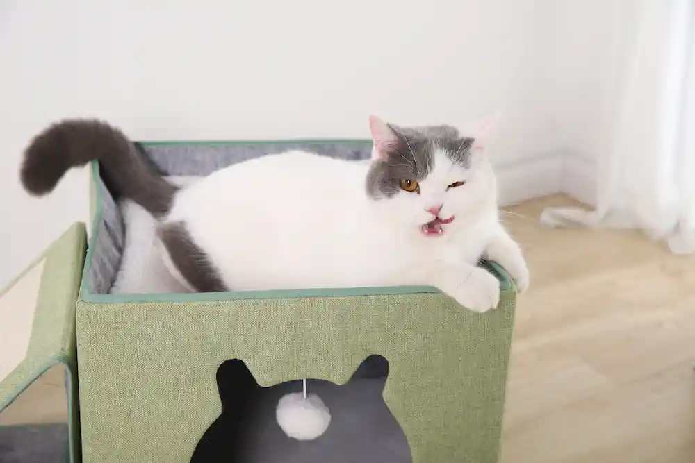 cat scratch cave in bulk