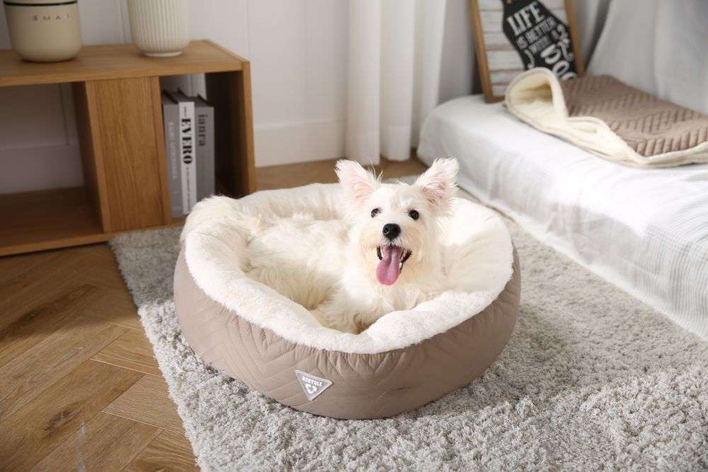 cama de gato donut