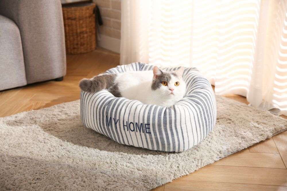 cats cushion