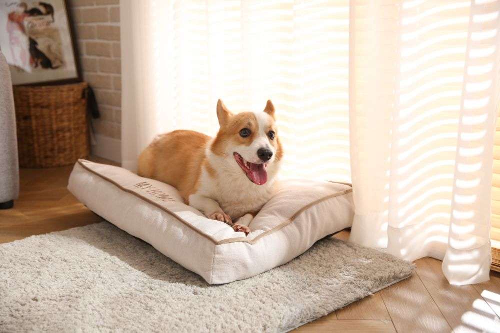 cheap big dog bed cushions