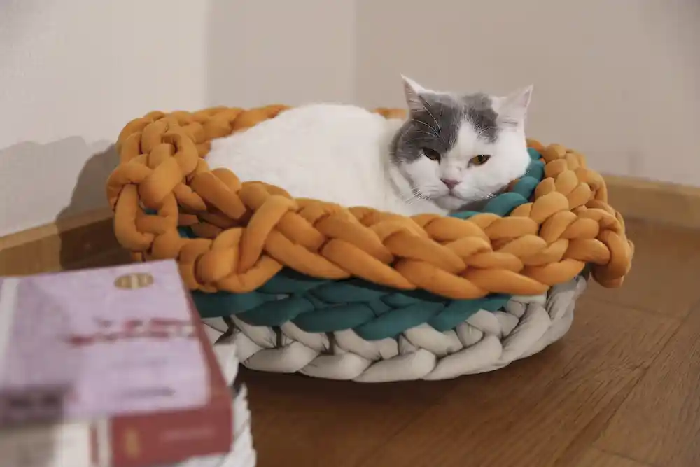 colorful dog beds in bulk