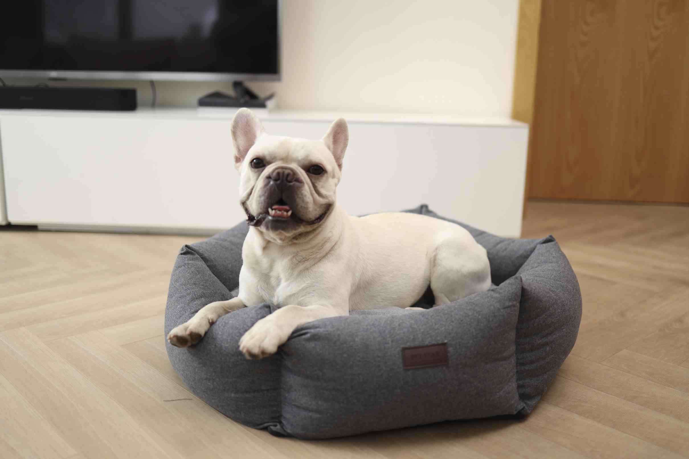 dog bed stain resistant