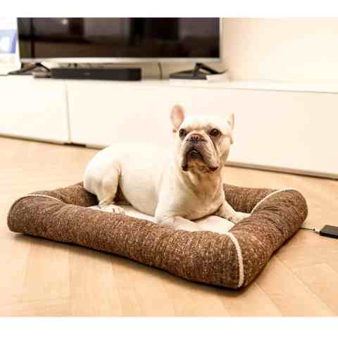 dog cushion beds