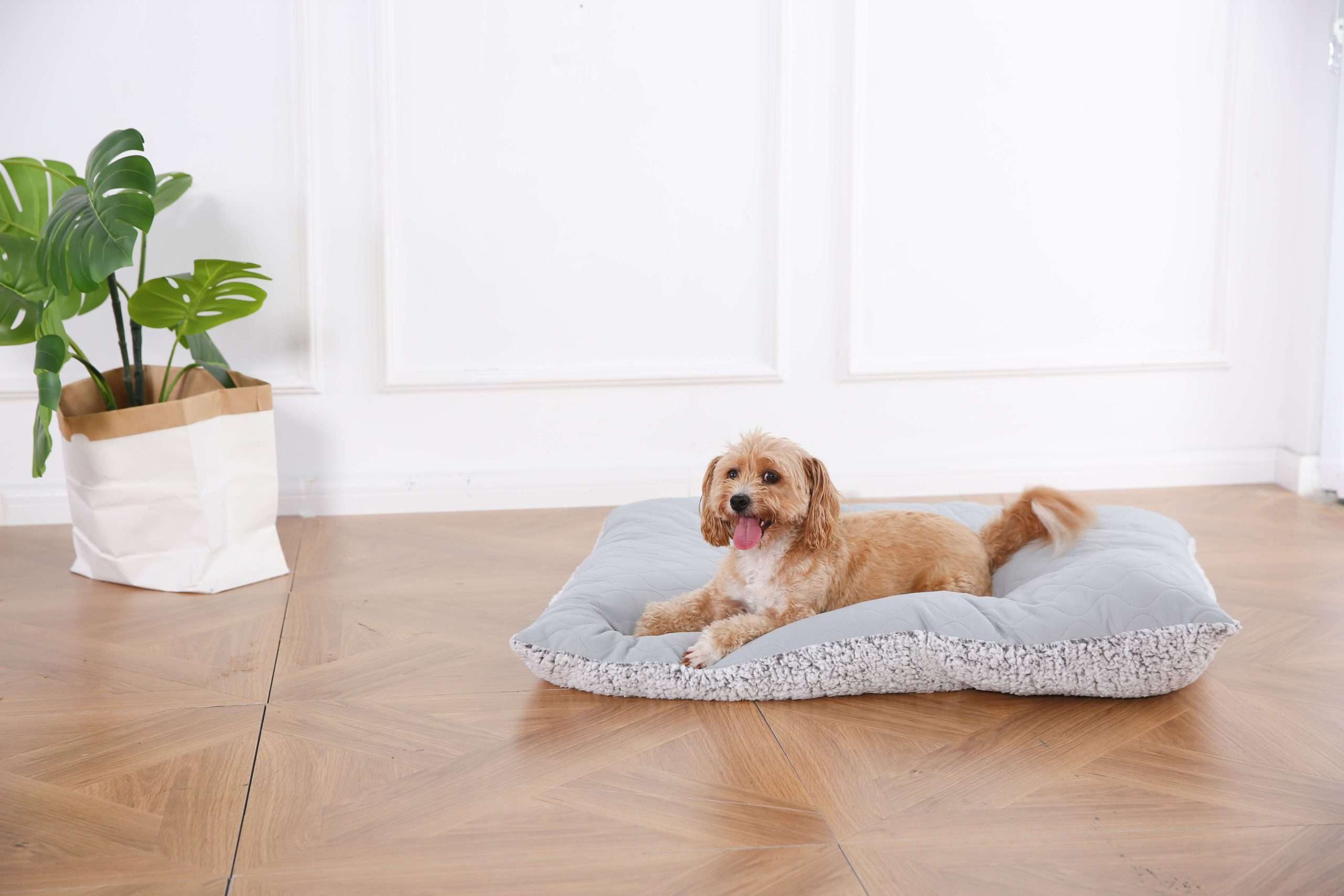 dogs beds thick