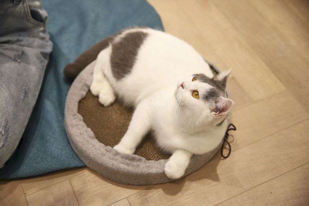 factory pet mats