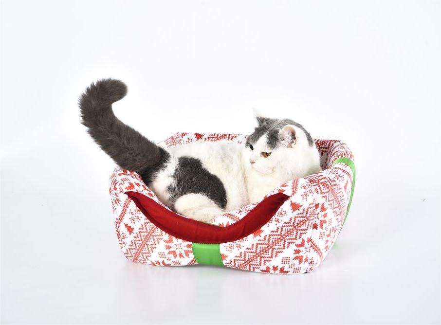 foldable dog bed