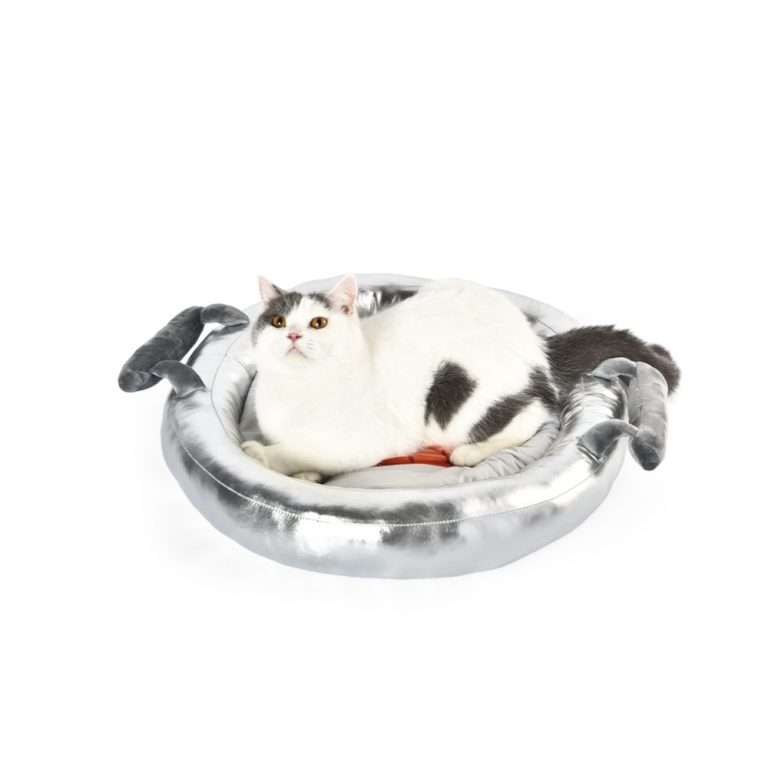 kitten cat bed