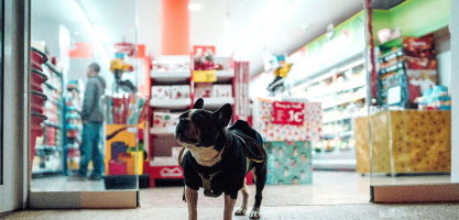 pet bed retailer