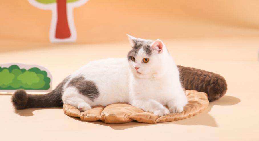 pets mat beds