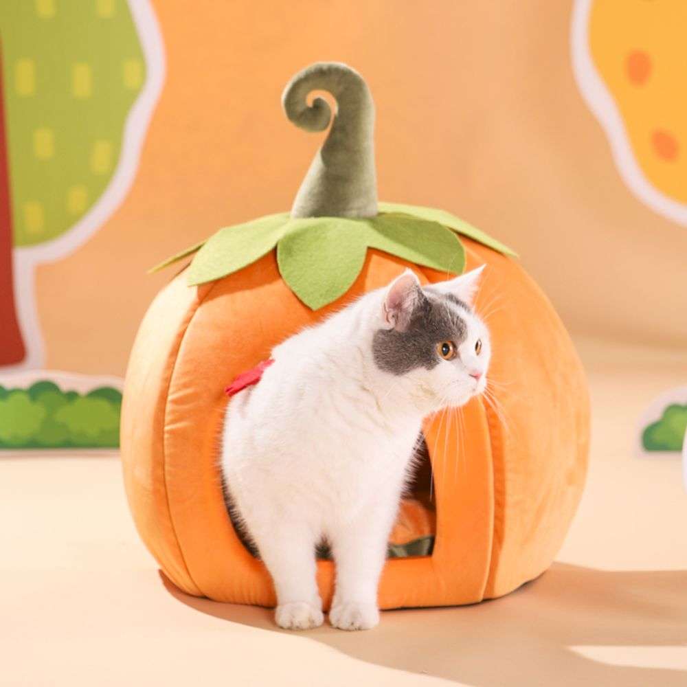 pumpkin cats beds
