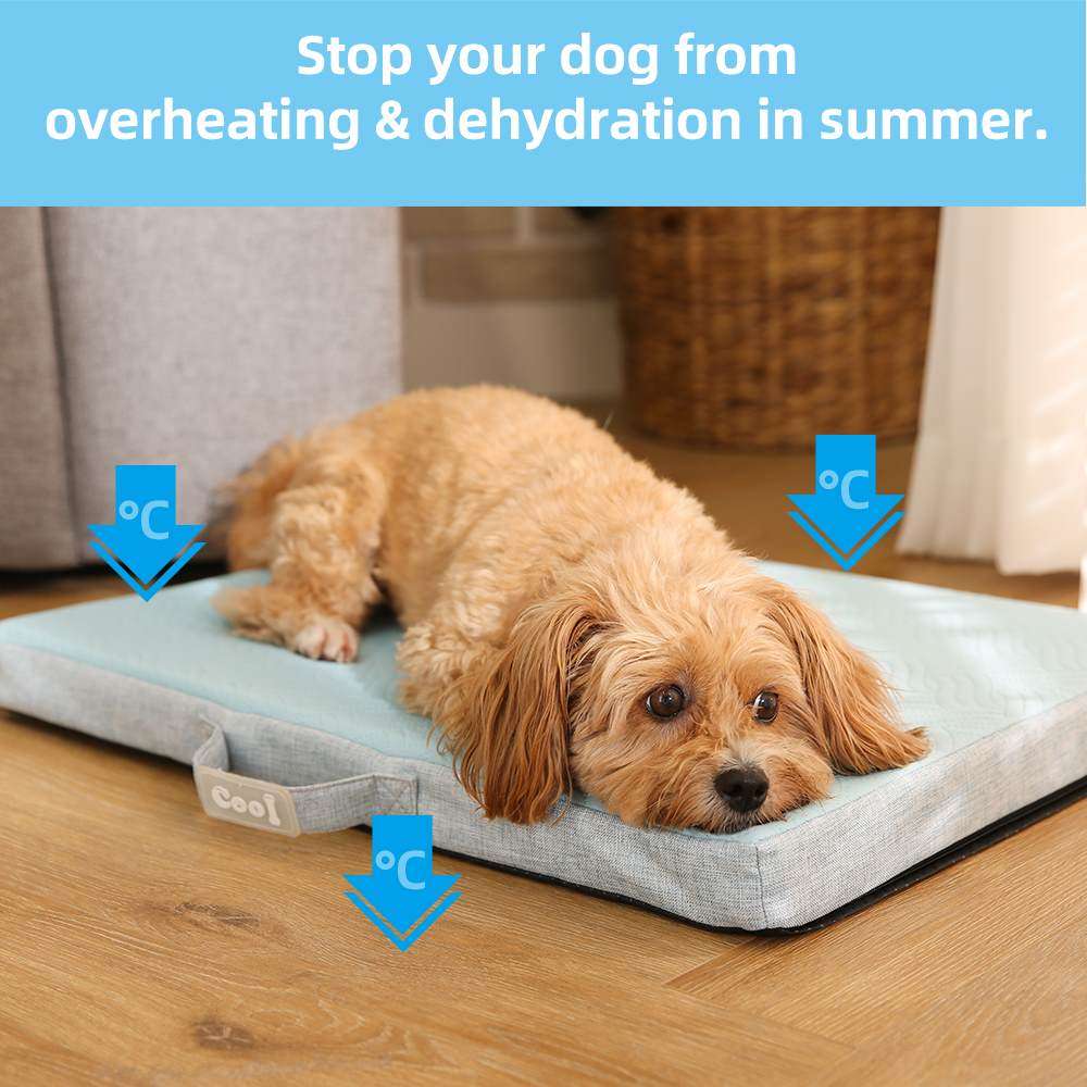 sumer dog bed memory foam