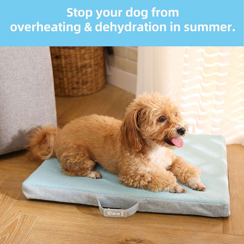 sumer dog beds memory foam