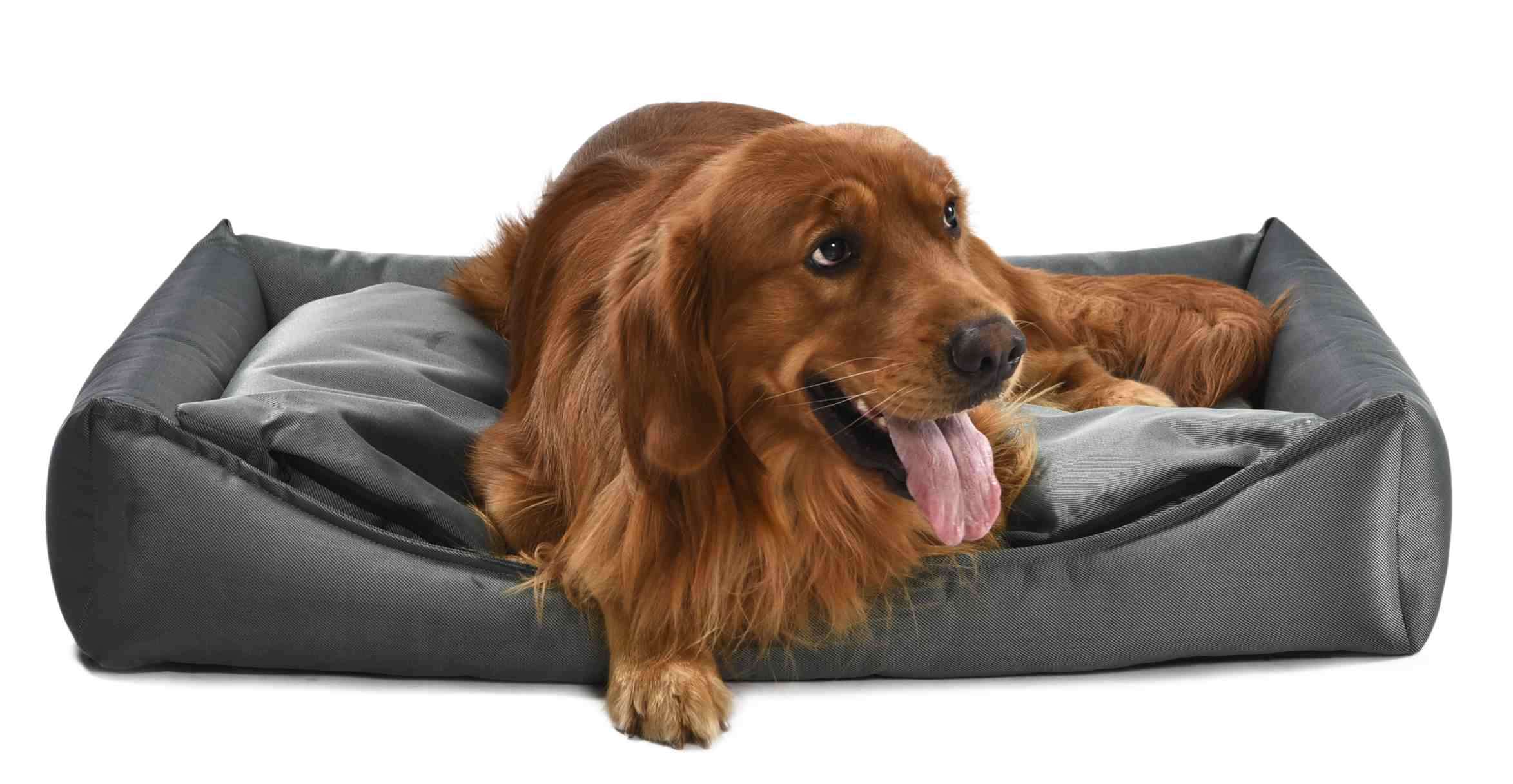 water resistant dog beds pet