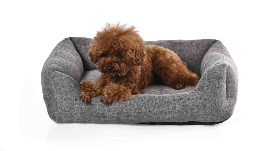 Best Small Gray Dog Bed