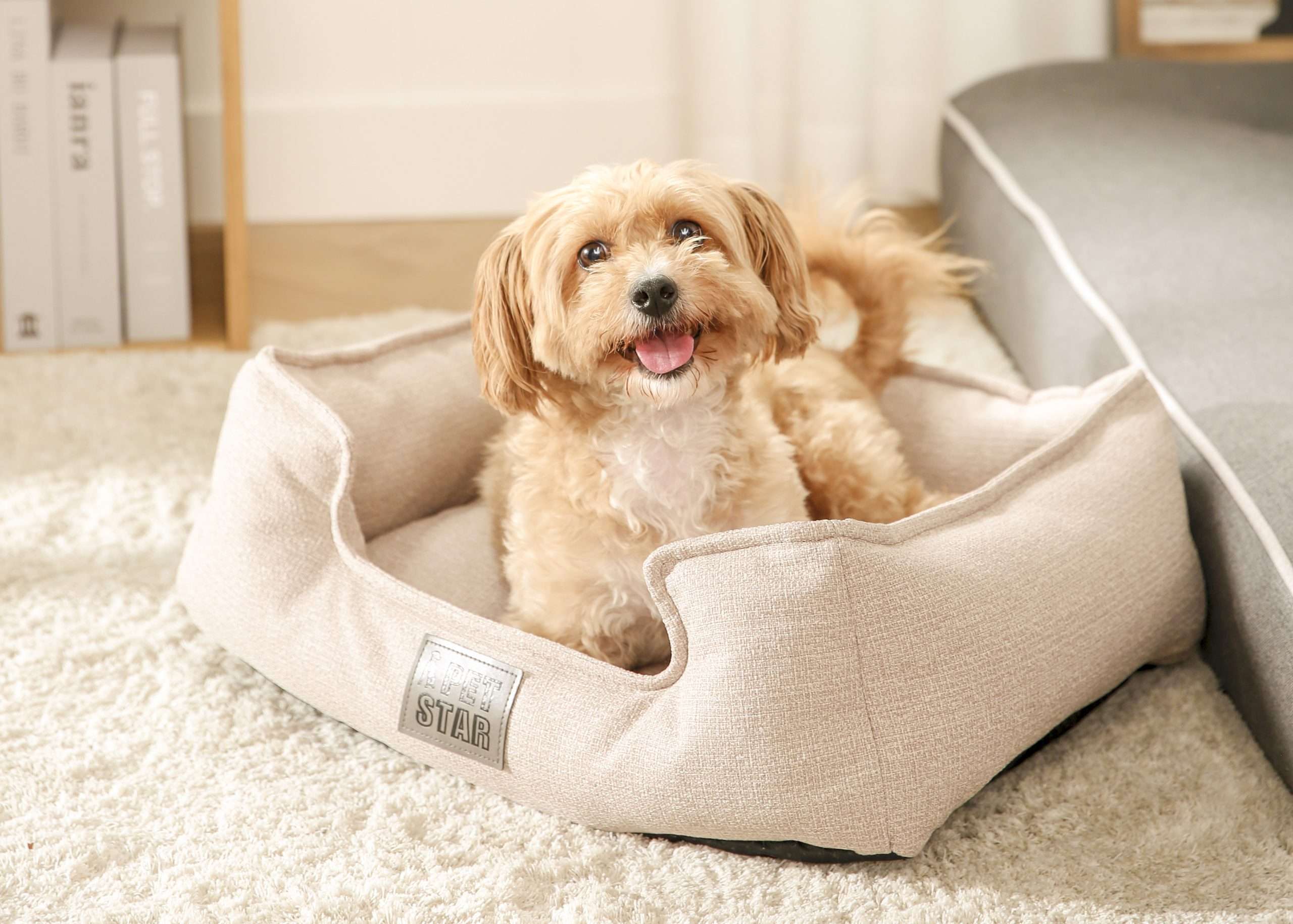beige dogs bed