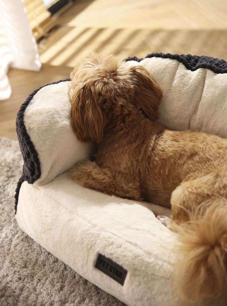 black dog sofa