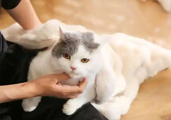 cat blanket manufacturer