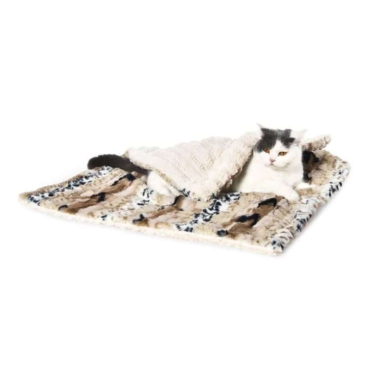 cat blanket winter