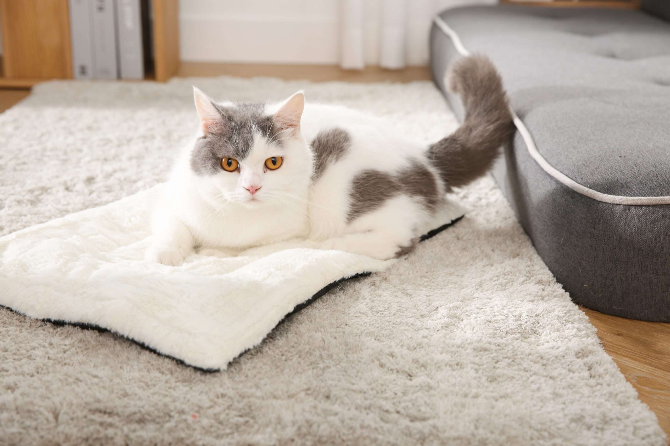 cats blanket winter