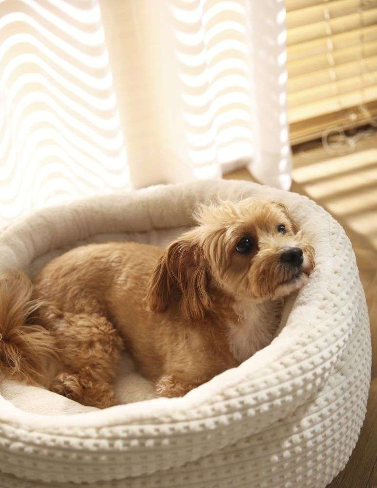 comfy donut dogs bed