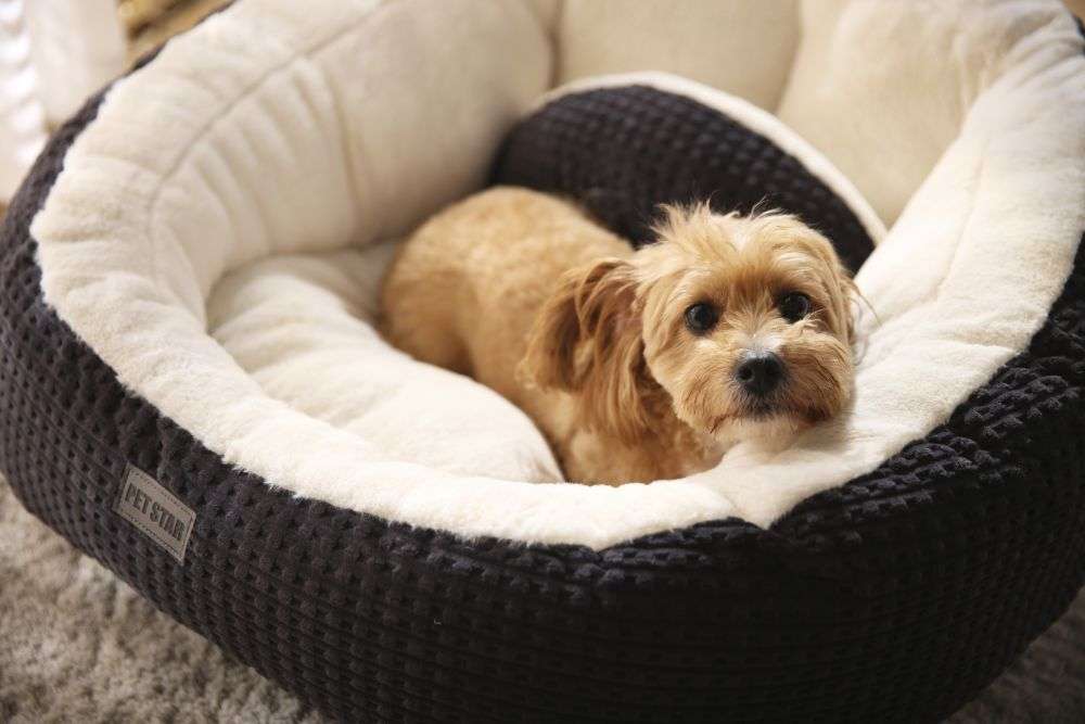 comfy washable dog beds