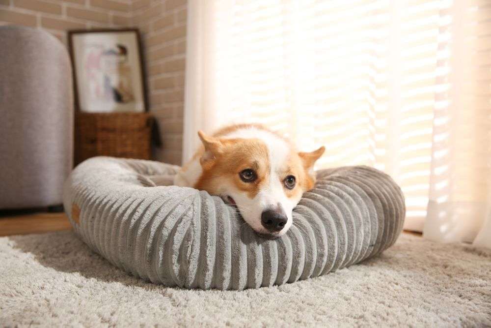 corduroy dog beds