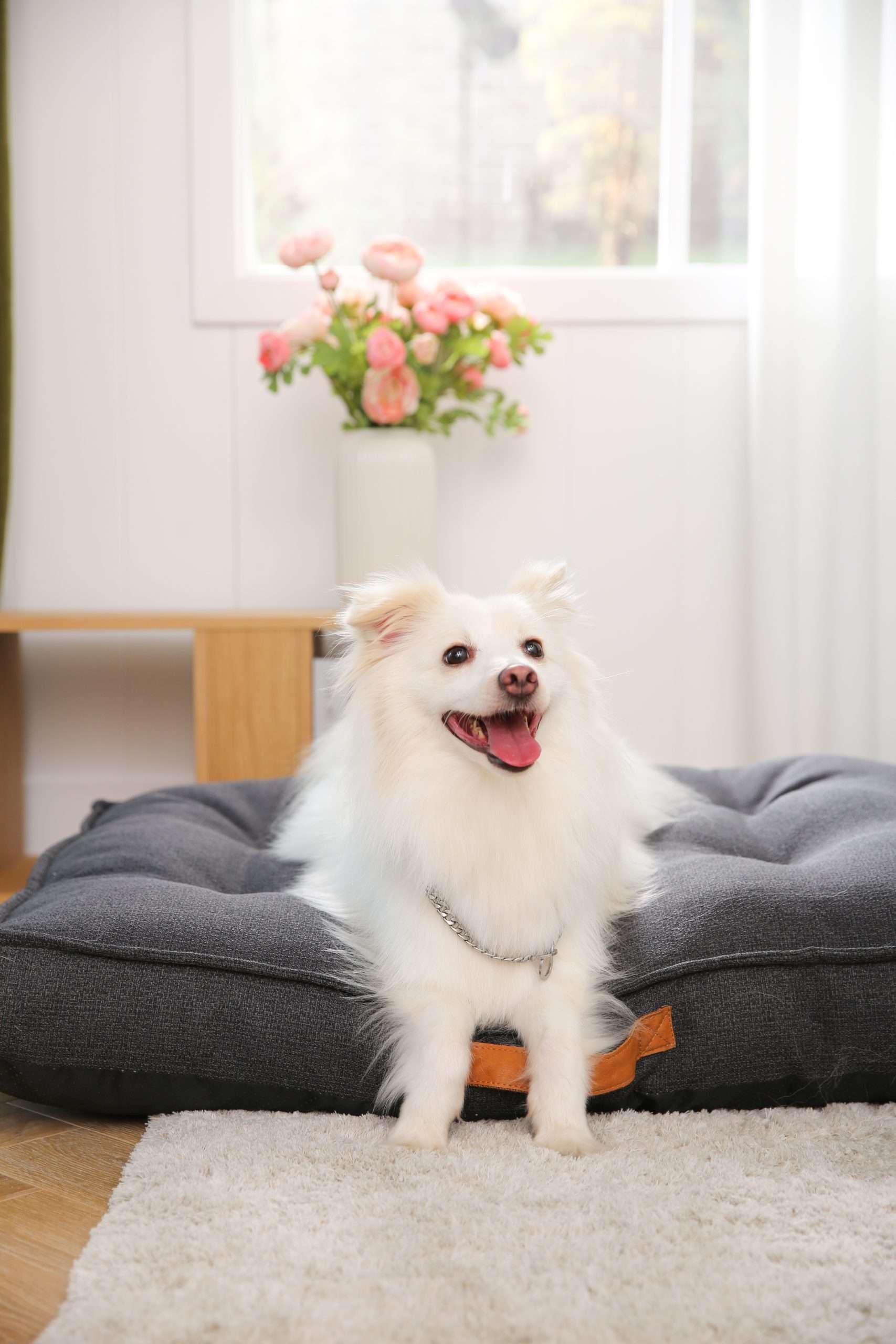 cuscino letto per cani