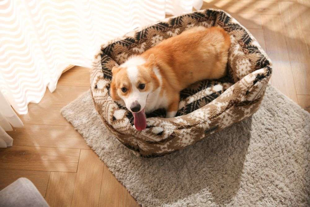 indoor dogs bed