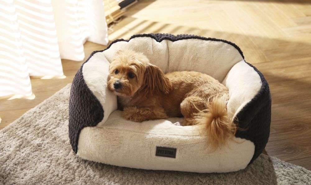 large dog sofa beds