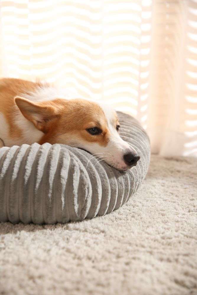 large dogs cushion beds