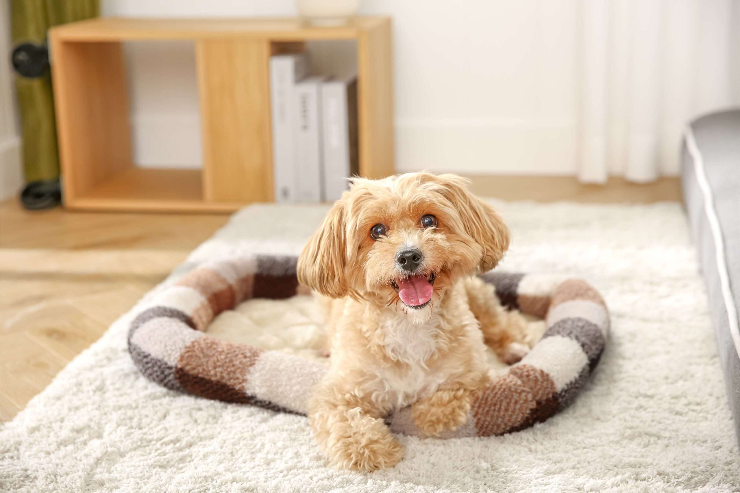 pet cushion beds